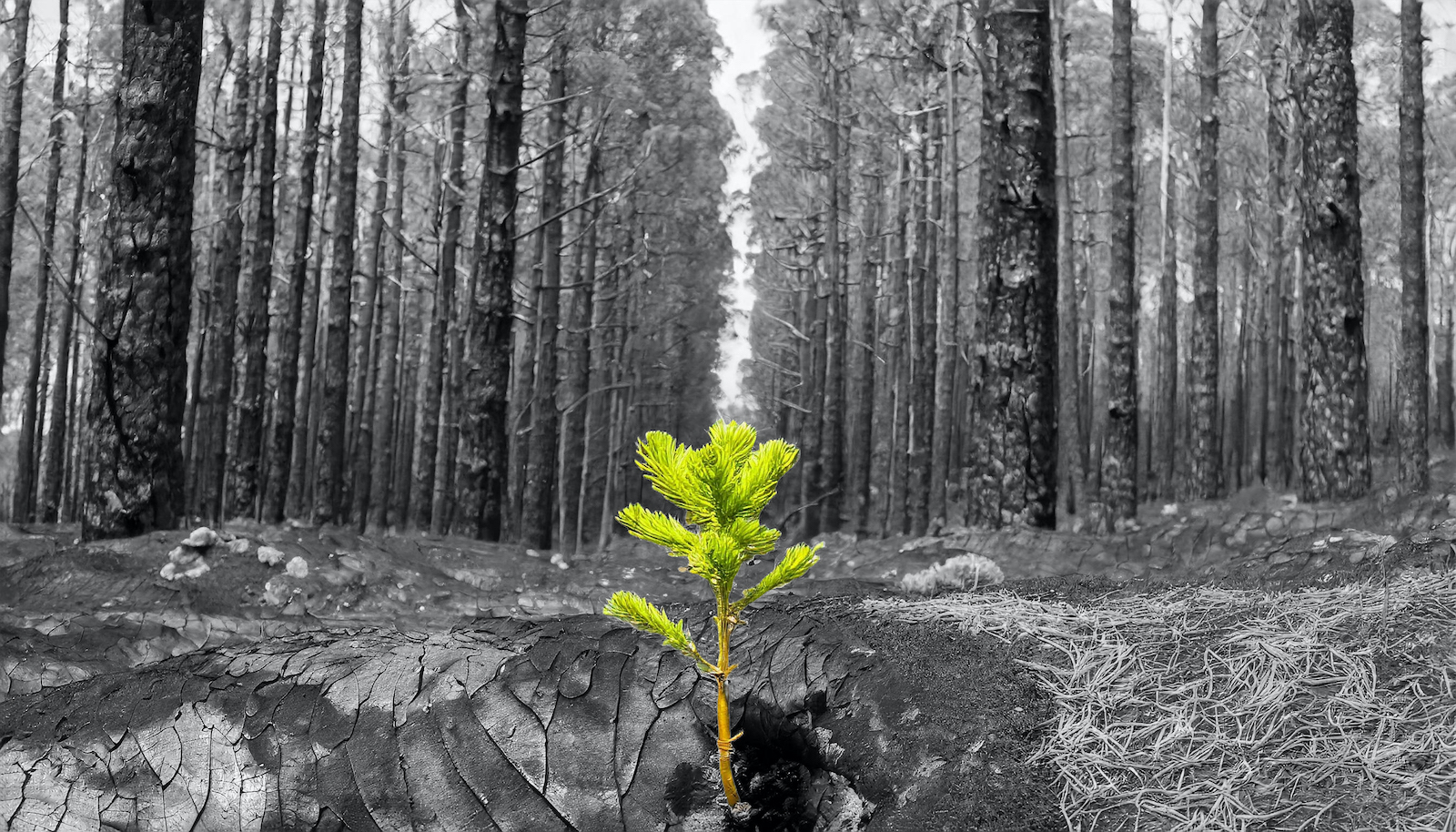 Blog-Burned-Forest-with-Single-Sapling burned forest with single sapling